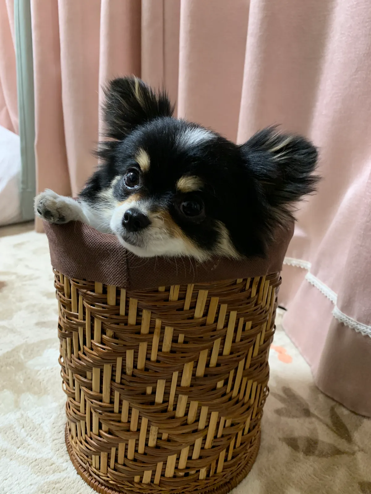 ワンちゃん同伴